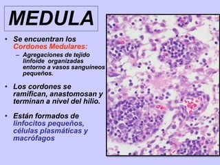 MEDULA
• Se encuentran los
Cordones Medulares:
– Agregaciones de tejido
linfoide organizadas
entorno a vasos sanguíneos
pequeños.
• Los cordones se
ramifican, anastomosan y
terminan a nivel del hilio.
• Están formados de
linfocitos pequeños,
células plasmáticas y
macrófagos
 