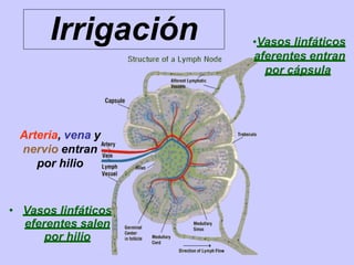 Irrigación
• Vasos linfáticos
eferentes salen
por hilio
•Vasos linfáticos
aferentes entran
por cápsula
Arteria, vena y
nervio entran
por hilio
 