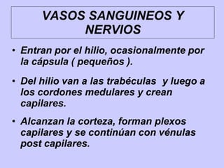 VASOS SANGUINEOS Y
NERVIOS
• Entran por el hilio, ocasionalmente por
la cápsula ( pequeños ).
• Del hilio van a las trabéculas y luego a
los cordones medulares y crean
capilares.
• Alcanzan la corteza, forman plexos
capilares y se continúan con vénulas
post capilares.
 