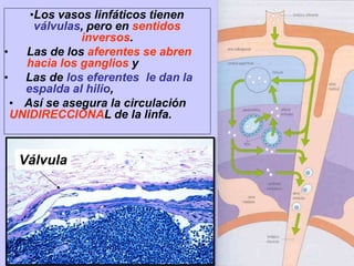 •Los vasos linfáticos tienen
válvulas, pero en sentidos
inversos.
• Las de los aferentes se abren
hacia los ganglios y
• Las de los eferentes le dan la
espalda al hilio,
• Así se asegura la circulación
UNIDIRECCIONAL de la linfa.
Válvula
 