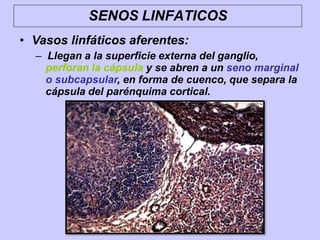 SENOS LINFATICOS
• Vasos linfáticos aferentes:
– Llegan a la superficie externa del ganglio,
perforan la cápsula y se abren a un seno marginal
o subcapsular, en forma de cuenco, que separa la
cápsula del parénquima cortical.
 