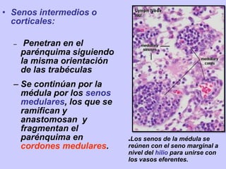 • Senos intermedios o
corticales:
– Penetran en el
parénquima siguiendo
la misma orientación
de las trabéculas
– Se continúan por la
médula por los senos
medulares, los que se
ramifican y
anastomosan y
fragmentan el
parénquima en
cordones medulares.
●Los senos de la médula se
reúnen con el seno marginal a
nivel del hilio para unirse con
los vasos eferentes.
 