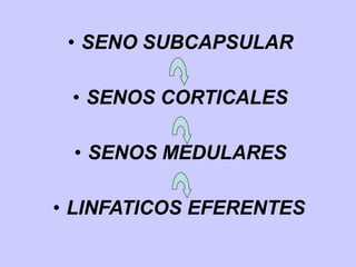 • SENO SUBCAPSULAR
• SENOS CORTICALES
• SENOS MEDULARES
• LINFATICOS EFERENTES
 