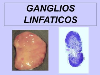 GANGLIOS
LINFATICOS
 