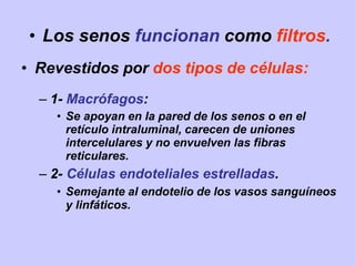 • Los senos funcionan como filtros.
• Revestidos por dos tipos de células:
– 1- Macrófagos:
• Se apoyan en la pared de los senos o en el
retículo intraluminal, carecen de uniones
intercelulares y no envuelven las fibras
reticulares.
– 2- Células endoteliales estrelladas.
• Semejante al endotelio de los vasos sanguíneos
y linfáticos.
 