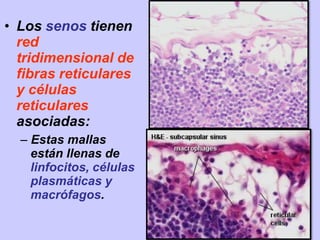 • Los senos tienen
red
tridimensional de
fibras reticulares
y células
reticulares
asociadas:
– Estas mallas
están llenas de
linfocitos, células
plasmáticas y
macrófagos.
 