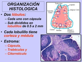ORGANIZACIÓN
HISTOLOGICA
• Dos lóbulos:
– Cada uno con cápsula
– Sub divididos en
lobulillos de 0.5 a 2 mm
• Cada lobulillo tiene
corteza y médula
• Estroma:
– Cápsula,
– Trabéculas y
– Citorretículo
 
