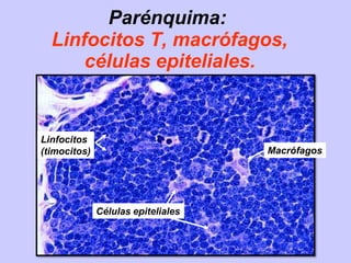 Parénquima:
Linfocitos T, macrófagos,
células epiteliales.
Linfocitos
(timocitos)
Células epiteliales
Macrófagos
 