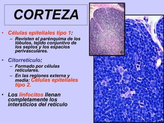 CORTEZA
• Células epiteliales tipo 1:
– Revisten el parénquima de los
lóbulos, tejido conjuntivo de
los septos y los espacios
perivasculares.
• Citorretículo:
– Formado por células
reticulares.
– En las regiones externa y
media: Células epiteliales
tipo 2.
• Los linfocitos llenan
completamente los
intersticios del retículo
 