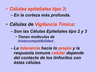 • Células epiteliales tipo 3:
–En la corteza más profunda.
• Células de Vigilancia Tímica:
–Son las Células Epiteliales tipo 2 y 3
• Tienen moléculas de
histocompatibilidad .
–La tolerancia hacia lo propio y la
respuesta inmune celular depende
del contacto de los linfocitos con
éstas células.
 