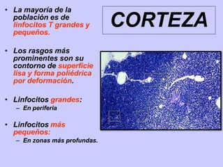 • La mayoría de la
población es de
linfocitos T grandes y
pequeños.
• Los rasgos más
prominentes son su
contorno de superficie
lisa y forma poliédrica
por deformación.
• Linfocitos grandes:
– En periferia
• Linfocitos más
pequeños:
– En zonas más profundas.
CORTEZA
 