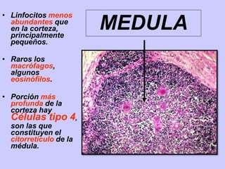 MEDULA
• Linfocitos menos
abundantes que
en la corteza,
principalmente
pequeños.
• Raros los
macrófagos,
algunos
eosinófilos.
• Porción más
profunda de la
corteza hay
Células tipo 4,
son las que
constituyen el
citorretículo de la
médula.
 