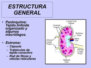 ESTRUCTURA
GENERAL
• Parénquima:
Tejido linfoide
organizado y
algunos
macrófagos.
• Estroma:
– Cápsula
– Trabéculas de
tejido conectivo
– Red de fibras y
células reticulares
 
