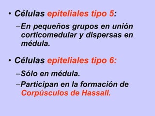 • Células epiteliales tipo 5:
–En pequeños grupos en unión
corticomedular y dispersas en
médula.
• Células epiteliales tipo 6:
–Sólo en médula.
–Participan en la formación de
Corpúsculos de Hassall.
 