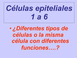 Células epiteliales
1 a 6
• ¿Diferentes tipos de
células o la misma
célula con diferentes
funciones….?
 