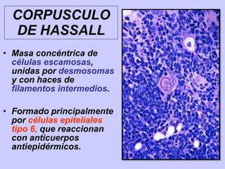 CORPUSCULO
DE HASSALL
• Masa concéntrica de
células escamosas,
unidas por desmosomas
y con haces de
filamentos intermedios.
• Formado principalmente
por células epiteliales
tipo 6, que reaccionan
con anticuerpos
antiepidérmicos.
 