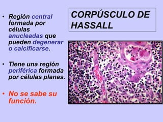 • Región central
formada por
células
anucleadas que
pueden degenerar
o calcificarse.
• Tiene una región
periférica formada
por células planas.
• No se sabe su
función.
CORPÚSCULO DE
HASSALL
 