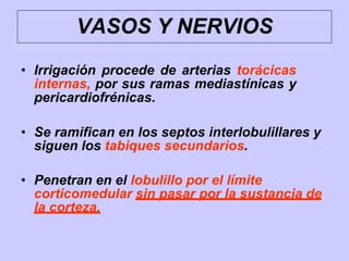 VASOS Y NERVIOS
• Irrigación procede de arterias torácicas
internas, por sus ramas mediastínicas y
pericardiofrénicas.
• Se ramifican en los septos interlobulillares y
siguen los tabiques secundarios.
• Penetran en el lobulillo por el límite
corticomedular sin pasar por la sustancia de
la corteza.
 