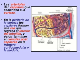 • Las arteriolas
dan capilares que
ascienden a la
corteza.
• En la periferia de
la corteza los
capilares forman
una red que
regresa al interior
del lobulillo, y
éstos terminan
en vénulas post
capilares en la
frontera
corticomedular y
la médula.
 