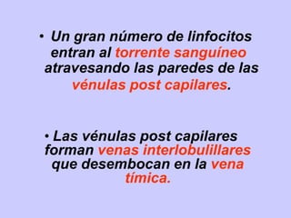 • Un gran número de linfocitos
entran al torrente sanguíneo
atravesando las paredes de las
vénulas post capilares.
• Las vénulas post capilares
forman venas interlobulillares
que desembocan en la vena
tímica.
 