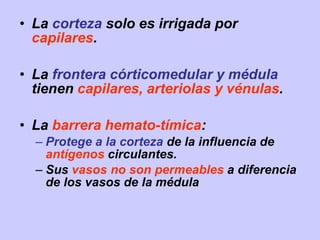 • La corteza solo es irrigada por
capilares.
• La frontera córticomedular y médula
tienen capilares, arteriolas y vénulas.
• La barrera hemato-tímica:
– Protege a la corteza de la influencia de
antígenos circulantes.
– Sus vasos no son permeables a diferencia
de los vasos de la médula
 