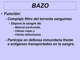 • Función:
–Complejo filtro del torrente sanguíneo
• Depura la sangre de:
– Material particulado,
– Células viejas y
– Células defectuosas.
–Participa en defensa inmunitaria frente
a antígenos transportados en la sangre.
BAZO
 