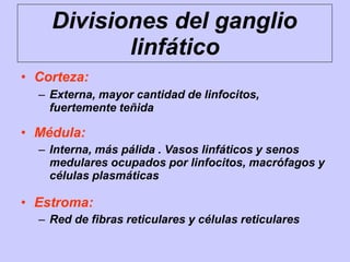 Divisiones del ganglio
linfático
• Corteza:
– Externa, mayor cantidad de linfocitos,
fuertemente teñida
• Médula:
– Interna, más pálida . Vasos linfáticos y senos
medulares ocupados por linfocitos, macrófagos y
células plasmáticas
• Estroma:
– Red de fibras reticulares y células reticulares
 