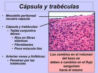 Cápsula y trabéculas
• Mesotelio peritoneal
recubre cápsula
• Cápsula y trabéculas:
– Tejido conjuntivo
denso:
• Rico en fibras
elásticas
• Fibroblastos
• Poco músculo liso
• Arterias venas y linfáticos:
– Penetran por las
trabéculas
Los cambios en el volumen
del bazo se
deben a cambios en el flujo
sanguíneo
hacia el mismo
 