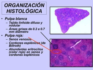 ORGANIZACIÓN
HISTOLÓGICA
• Pulpa blanca
– Tejido linfoide difuso y
nodular
– Áreas grises de 0.2 a 0.7
mm diámetro
• Pulpa roja:
– Senos venosos
– Cordones esplénicos (de
Billroth)
– Abundantes eritrocitos
(color rojo) en senos y
cordones esplénicos
 