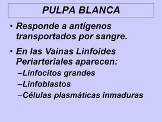 • Responde a antígenos
transportados por sangre.
• En las Vainas Linfoides
Periarteriales aparecen:
–Linfocitos grandes
–Linfoblastos
–Células plasmáticas inmaduras
PULPA BLANCA
 