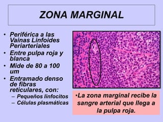 ZONA MARGINAL
• Periférica a las
Vainas Linfoides
Periarteriales
• Entre pulpa roja y
blanca
• Mide de 80 a 100
um
• Entramado denso
de fibras
reticulares, con:
– Pequeños linfocitos
– Células plasmáticas
•La zona marginal recibe la
sangre arterial que llega a
la pulpa roja.
 