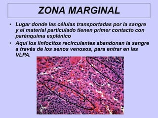 ZONA MARGINAL
• Lugar donde las células transportadas por la sangre
y el material particulado tienen primer contacto con
parénquima esplénico
• Aquí los linfocitos recirculantes abandonan la sangre
a través de los senos venosos, para entrar en las
VLPA.
 