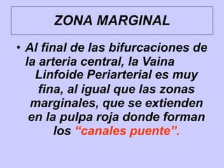 • Al final de las bifurcaciones de
la arteria central, la Vaina
Linfoide Periarterial es muy
fina, al igual que las zonas
marginales, que se extienden
en la pulpa roja donde forman
los “canales puente”.
ZONA MARGINAL
 