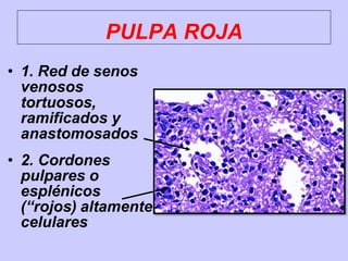 • 1. Red de senos
venosos
tortuosos,
ramificados y
anastomosados
• 2. Cordones
pulpares o
esplénicos
(“rojos) altamente
celulares
PULPA ROJA
 