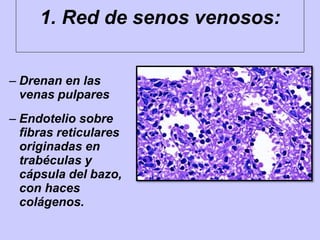 1. Red de senos venosos:
– Drenan en las
venas pulpares
– Endotelio sobre
fibras reticulares
originadas en
trabéculas y
cápsula del bazo,
con haces
colágenos.
 