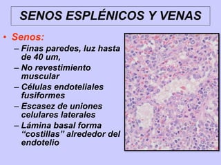 SENOS ESPLÉNICOS Y VENAS
• Senos:
– Finas paredes, luz hasta
de 40 um,
– No revestimiento
muscular
– Células endoteliales
fusiformes
– Escasez de uniones
celulares laterales
– Lámina basal forma
“costillas” alrededor del
endotelio
 