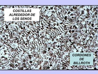 COSTILLAS
ALREDEDOR DE
LOS SENOS
CORDONES
DE
BILLROTH
 