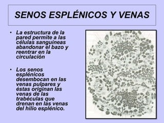 • La estructura de la
pared permite a las
células sanguíneas
abandonar el bazo y
reentrar en la
circulación
• Los senos
esplénicos
desembocan en las
venas pulpares y
éstas originan las
venas de las
trabéculas que
drenan en las venas
del hilio esplénico.
SENOS ESPLÉNICOS Y VENAS
 