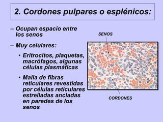 – Ocupan espacio entre
los senos
– Muy celulares:
• Eritrocitos, plaquetas,
macrófagos, algunas
células plasmáticas
• Malla de fibras
reticulares revestidas
por células reticulares
estrelladas ancladas
en paredes de los
senos
2. Cordones pulpares o esplénicos:
SENOS
CORDONES
 