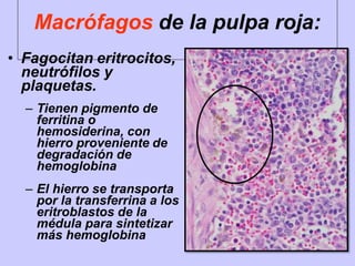 • Fagocitan eritrocitos,
neutrófilos y
plaquetas.
– Tienen pigmento de
ferritina o
hemosiderina, con
hierro proveniente de
degradación de
hemoglobina
– El hierro se transporta
por la transferrina a los
eritroblastos de la
médula para sintetizar
más hemoglobina
Macrófagos de la pulpa roja:
 