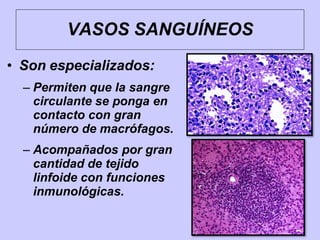• Son especializados:
– Permiten que la sangre
circulante se ponga en
contacto con gran
número de macrófagos.
– Acompañados por gran
cantidad de tejido
linfoide con funciones
inmunológicas.
VASOS SANGUÍNEOS
 