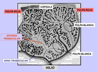 VENA TRABECULAR
ARTERIA
TRABECULAR
PULPA ROJA
PULPA ROJA
PULPA BLANCA
PULPA BLANCA
HILIO
CÁPSULA
 
