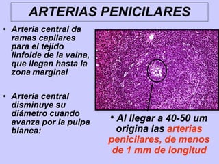 ARTERIAS PENICILARES
• Arteria central da
ramas capilares
para el tejido
linfoide de la vaina,
que llegan hasta la
zona marginal
• Arteria central
disminuye su
diámetro cuando
avanza por la pulpa
blanca:
●
Al llegar a 40-50 um
origina las arterias
penicilares, de menos
de 1 mm de longitud
 