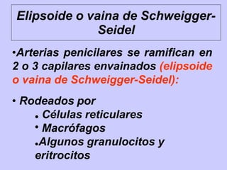 Elipsoide o vaina de Schweigger-
Seidel
•Arterias penicilares se ramifican en
2 o 3 capilares envainados (elipsoide
o vaina de Schweigger-Seidel):
• Rodeados por
●
● Células reticulares
Macrófagos
●Algunos granulocitos y
eritrocitos
 