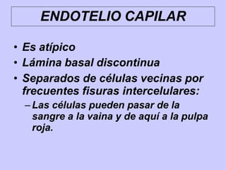 ENDOTELIO CAPILAR
• Es atípico
• Lámina basal discontinua
• Separados de células vecinas por
frecuentes fisuras intercelulares:
–Las células pueden pasar de la
sangre a la vaina y de aquí a la pulpa
roja.
 