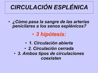 CIRCULACIÓN ESPLÉNICA
• ¿Cómo pasa la sangre de las arterias
penicilares a los senos esplénicos?
• 3 hipótesis:
• 1. Circulación abierta
• 2. Circulación cerrada
• 3. Ambos tipos de circulaciones
coexisten
 