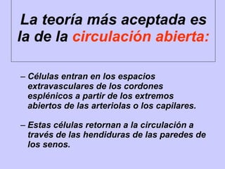 – Células entran en los espacios
extravasculares de los cordones
esplénicos a partir de los extremos
abiertos de las arteriolas o los capilares.
– Estas células retornan a la circulación a
través de las hendiduras de las paredes de
los senos.
La teoría más aceptada es
la de la circulación abierta:
 