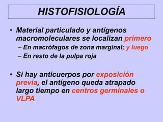 • Material particulado y antígenos
macromoleculares se localizan primero
– En macrófagos de zona marginal; y luego
– En resto de la pulpa roja
• Si hay anticuerpos por exposición
previa, el antígeno queda atrapado
largo tiempo en centros germinales o
VLPA
HISTOFISIOLOGÍA
 