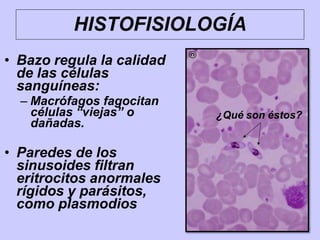 • Bazo regula la calidad
de las células
sanguíneas:
– Macrófagos fagocitan
células “viejas” o
dañadas.
• Paredes de los
sinusoides filtran
eritrocitos anormales
rígidos y parásitos,
como plasmodios
HISTOFISIOLOGÍA
¿Qué son éstos?
 