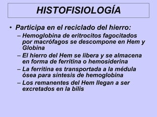 • Participa en el reciclado del hierro:
– Hemoglobina de eritrocitos fagocitados
por macrófagos se descompone en Hem y
Globina
– El hierro del Hem se libera y se almacena
en forma de ferritina o hemosiderina
– La ferritina es transportada a la médula
ósea para síntesis de hemoglobina
– Los remanentes del Hem llegan a ser
excretados en la bilis
HISTOFISIOLOGÍA
 